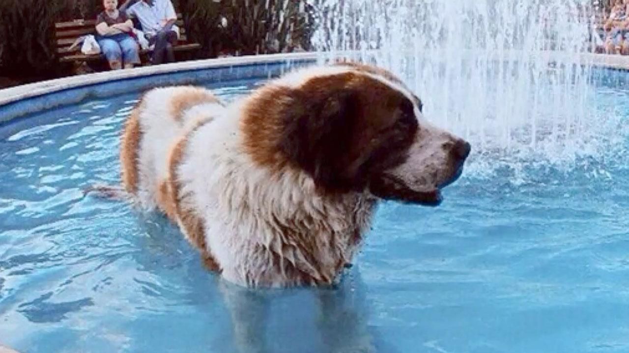 Трогательная история про одесского Хатико: пес ждал хозяина 10 лет Трогательная история про одесского Хатико: пес ждал хозяина 10 лет