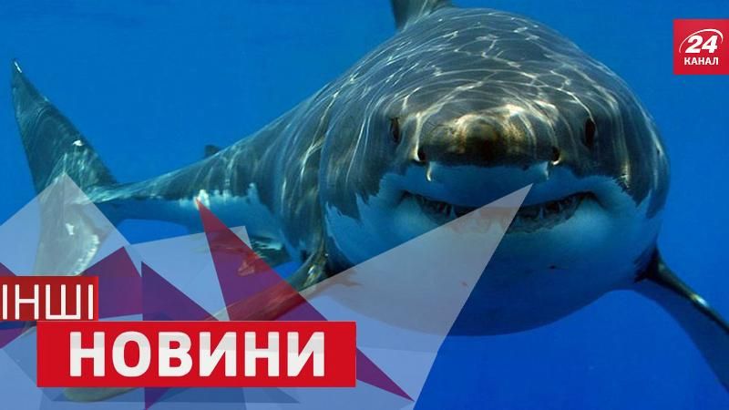 ІНШІ новини. Акула і селфі-палка. Найдовший у світі велосипед ІНШІ новини. Акула і селфі-палка. Найдовший у світі велосипед