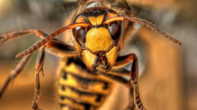 Чоловіка до смерті закусав рій шершнів на Львівщині Чоловіка до смерті закусав рій шершнів на Львівщині