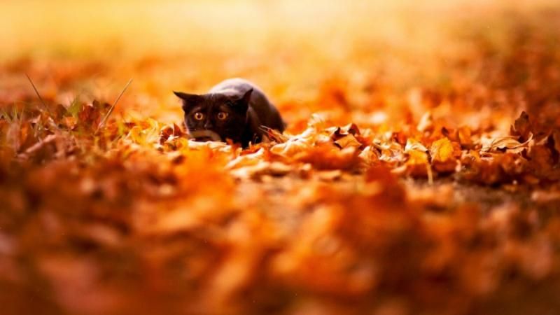 Чрезвычайники предупреждают о серьезных заморозках по всей Украине Чрезвычайники предупреждают о серьезных заморозках по всей Украине