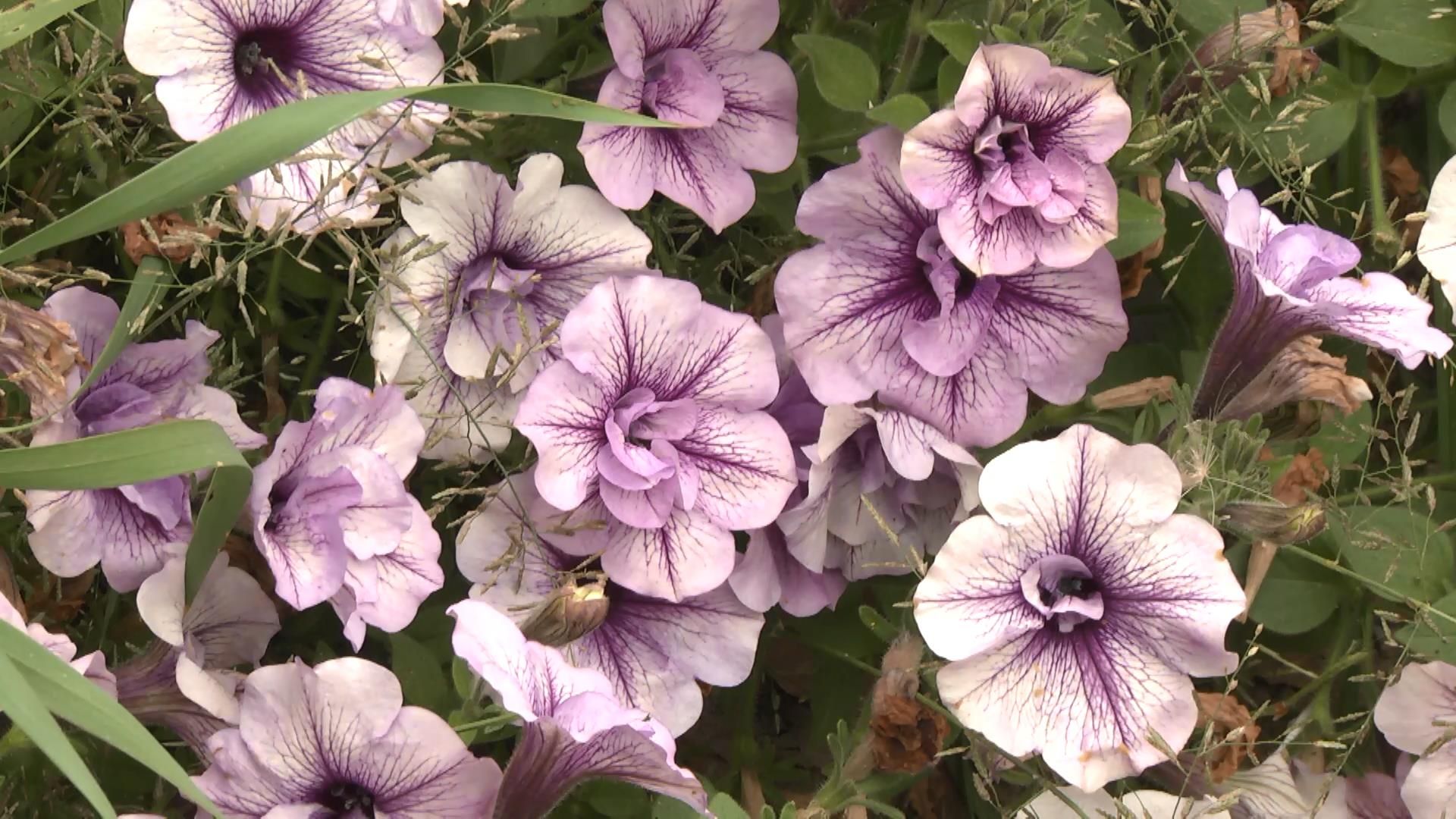 Национальный ботанический сад открыл уникальную выставку Национальный ботанический сад открыл уникальную выставку