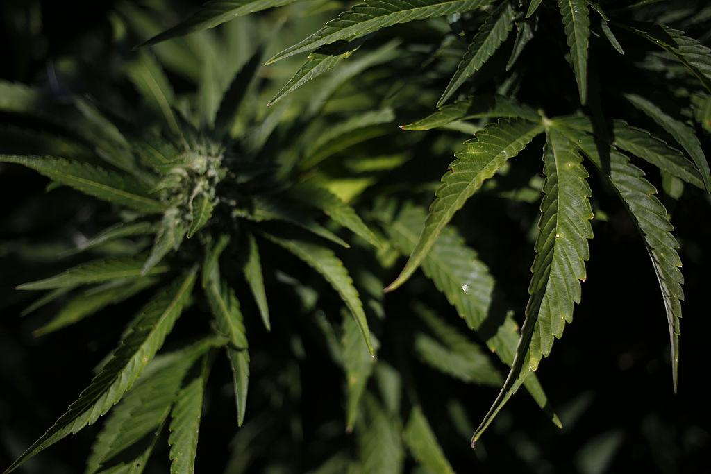 Европейская молодежь нашла альтернативу алкоголю