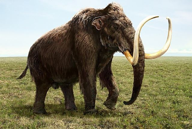 Бивень мамонта нашли на Ивано-Франковщине