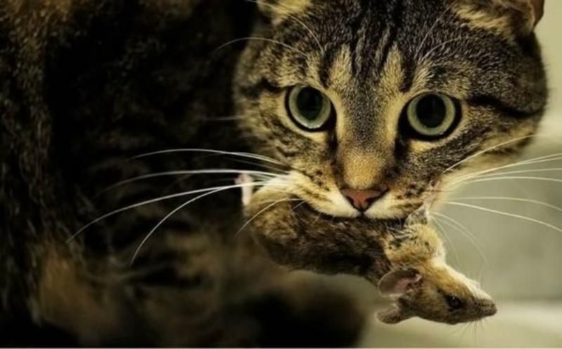 Ученые заявили, что коты виновны в вымирании десятков видов животных