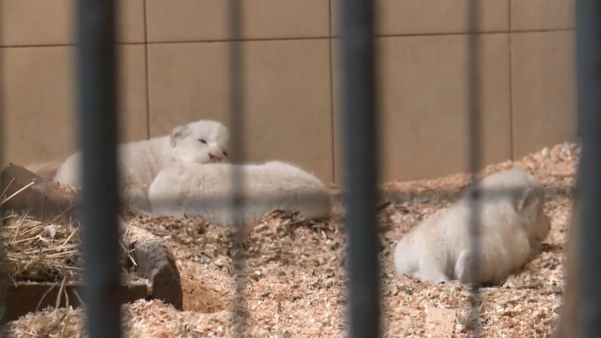 В Польше в зоопарке родилось четверо белых львят: появилось видео В Польше в зоопарке родилось четверо белых львят: появилось видео