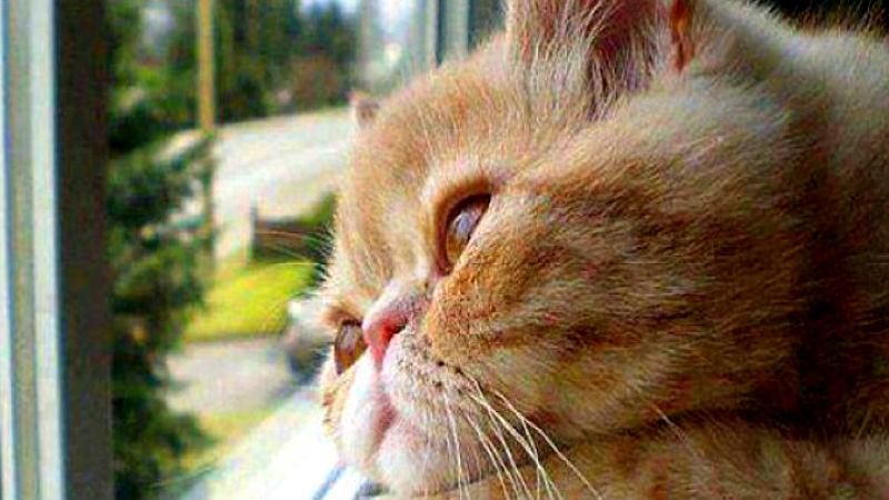 В Украину возвращается тепло - 23 сентября 2016 - Телеканал новин 24 В Украину возвращается тепло - 23 сентября 2016 - Телеканал новин 24