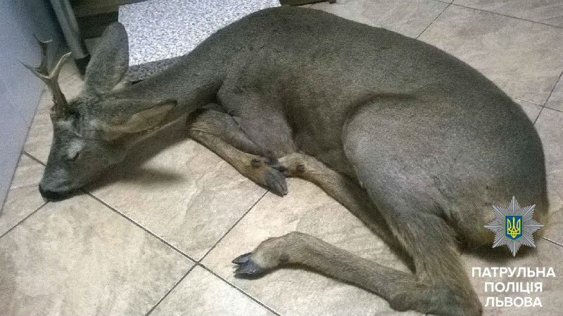 Патрульні добряче навозились з дикою твариною, аби врятувати їй життя Патрульні добряче навозились з дикою твариною, аби врятувати їй життя