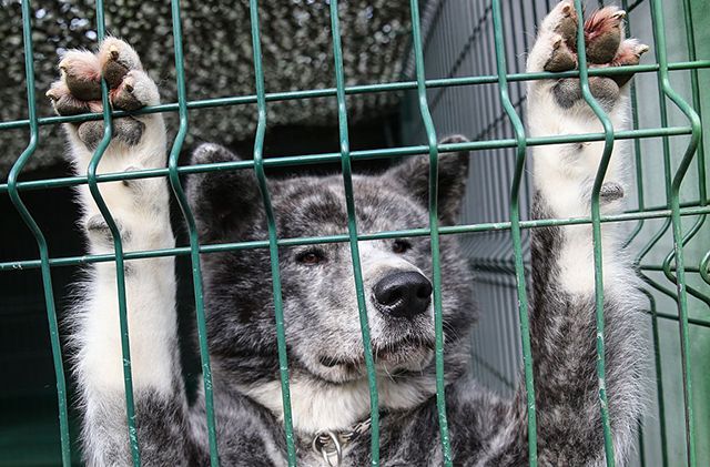 Вбивцю собак судитимуть у Києві