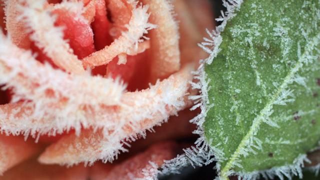 Синоптики обіцяють українцям заморозки Синоптики обіцяють українцям заморозки