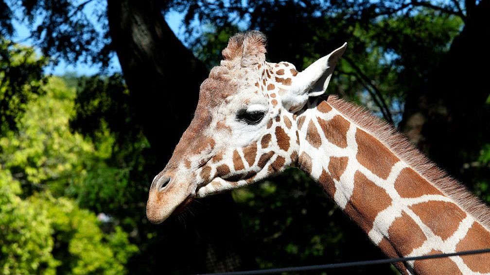 До журналістки "залицявся" молодий жираф: кумедне відео До журналістки "залицявся" молодий жираф: кумедне відео