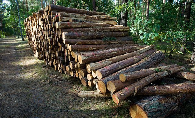 Луценко обещает уголовную ответственность за незаконные махинации с лесом
