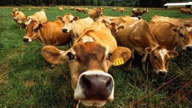 Украина рискует полностью потерять молочную отрасль Украина рискует полностью потерять молочную отрасль