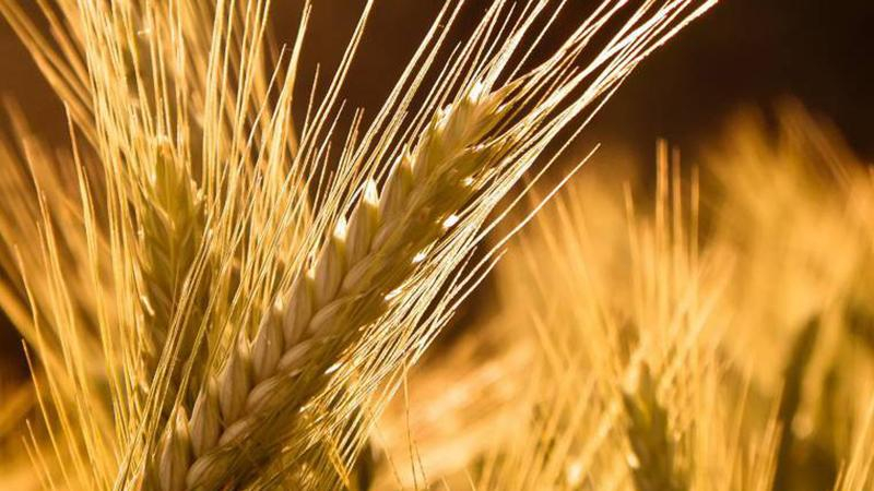 Стало известно, каких украинских продуктов будет больше в Европе