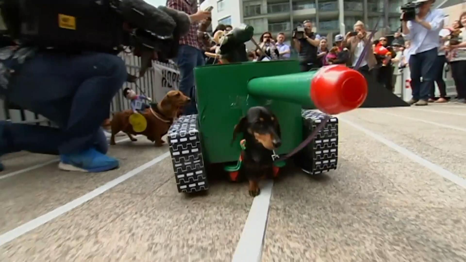 В костюмах оленів, принцес і танків: незвичні змагання такс в Австралії В костюмах оленів, принцес і танків: незвичні змагання такс в Австралії