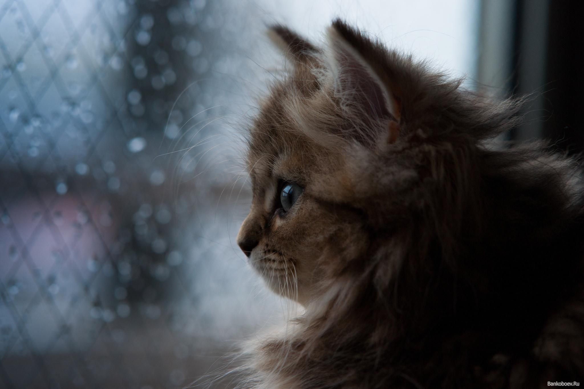 В Украине резко ухудшится погода - 2 октября 2016 - Телеканал новин 24 В Украине резко ухудшится погода - 2 октября 2016 - Телеканал новин 24