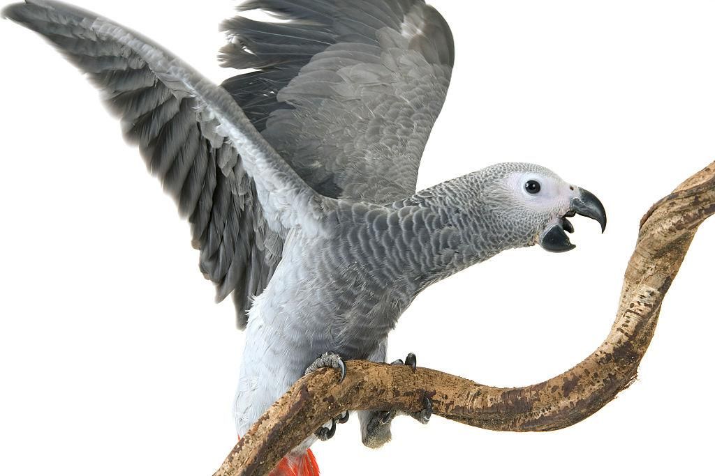 В мире запретили торговать попугаями, которые говорят как люди В мире запретили торговать попугаями, которые говорят как люди