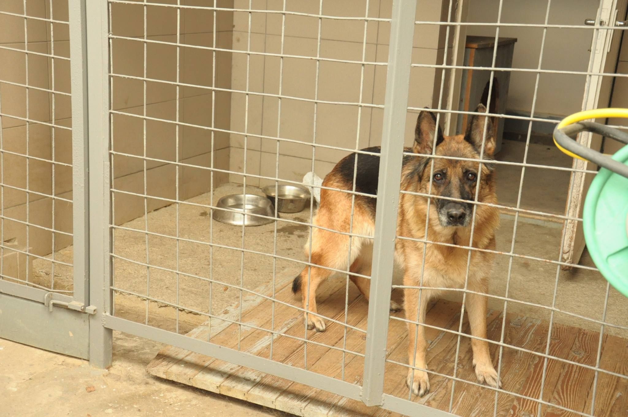 Закарпатские таможенники даже из собаки сделали "взяточника" Закарпатские таможенники даже из собаки сделали "взяточника"