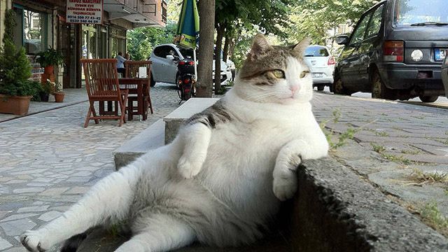 В Стамбуле поставили памятник коту, который любил задумчиво сидеть у бордюра