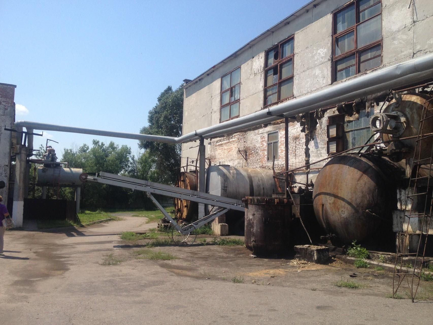 Під Тернополем гниють тисячі свинячих трупів