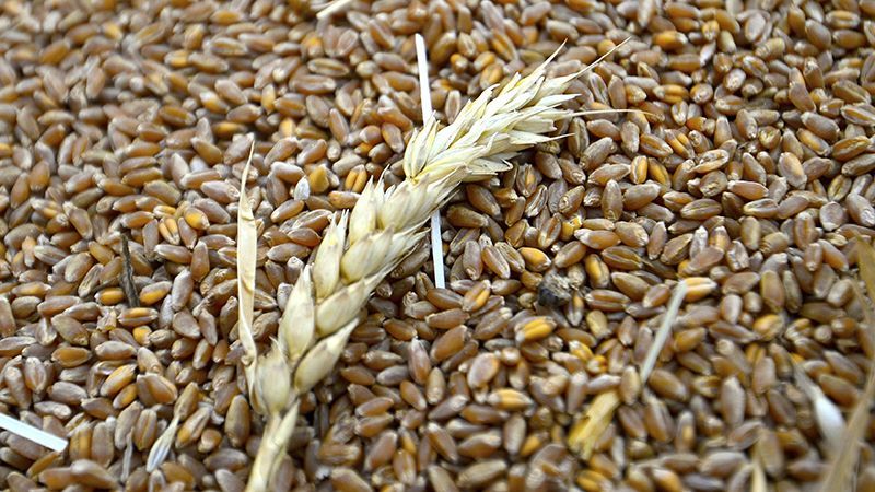 Аграрии столкнулись с крупнейшими в истории логистическими трудностями Аграрии столкнулись с крупнейшими в истории логистическими трудностями