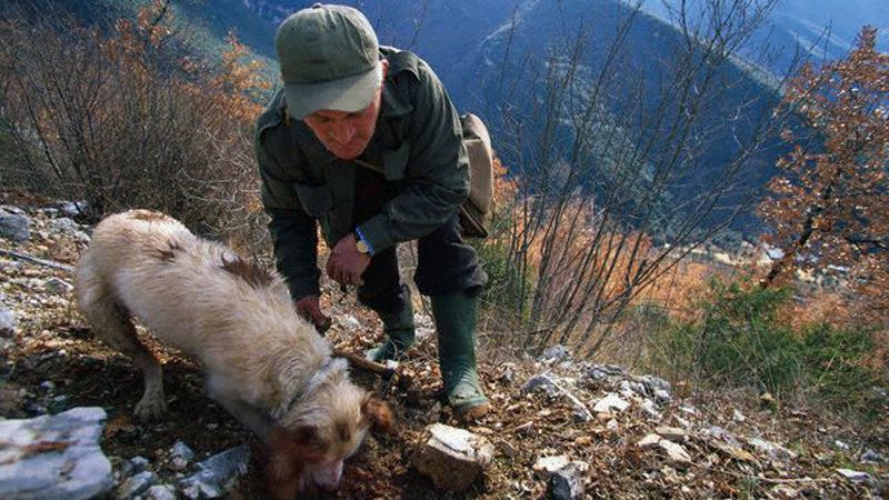 Мужчина нашел редкий гриб на Закарпатье Мужчина нашел редкий гриб на Закарпатье