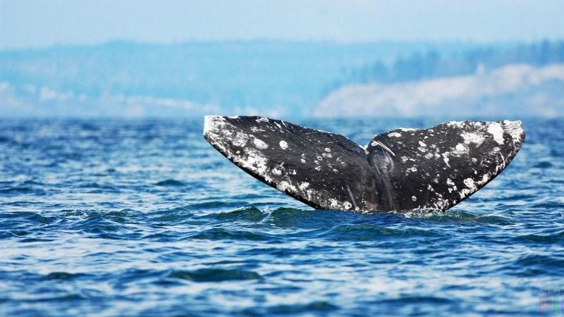 Туристы случайно встретили кита в обычной реке: захватывающее видео