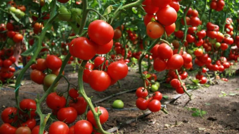Тонни українських помідорів гниють на полях