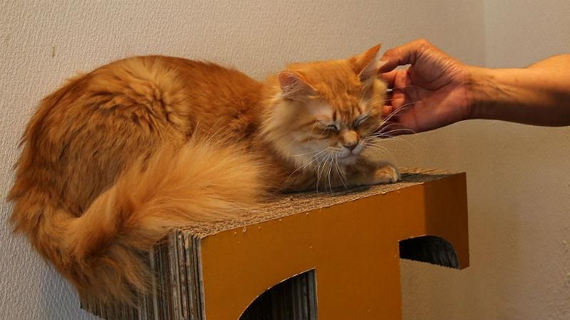 Грандіозне свято котів стартувало в Києві Грандіозне свято котів стартувало в Києві