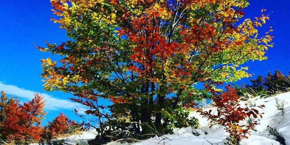 Яскраве поєднання осені та зими: фото з засніжених Карпат