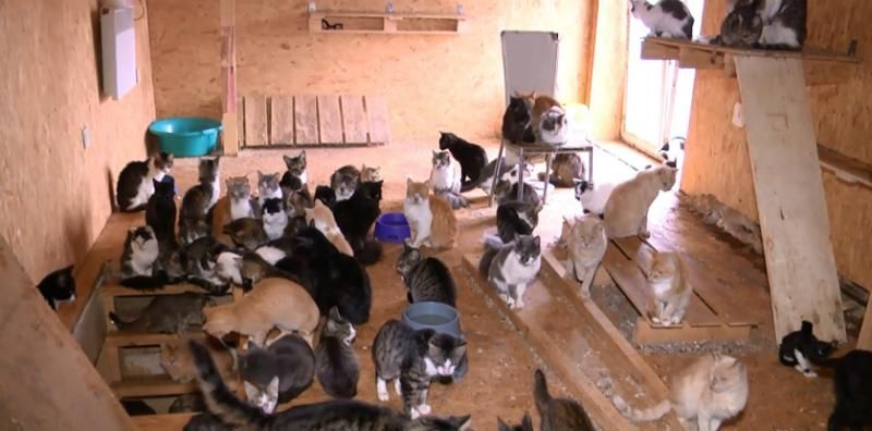 Саморобний притулок для бездомних тварин, збудований ентузіастами Саморобний притулок для бездомних тварин, збудований ентузіастами