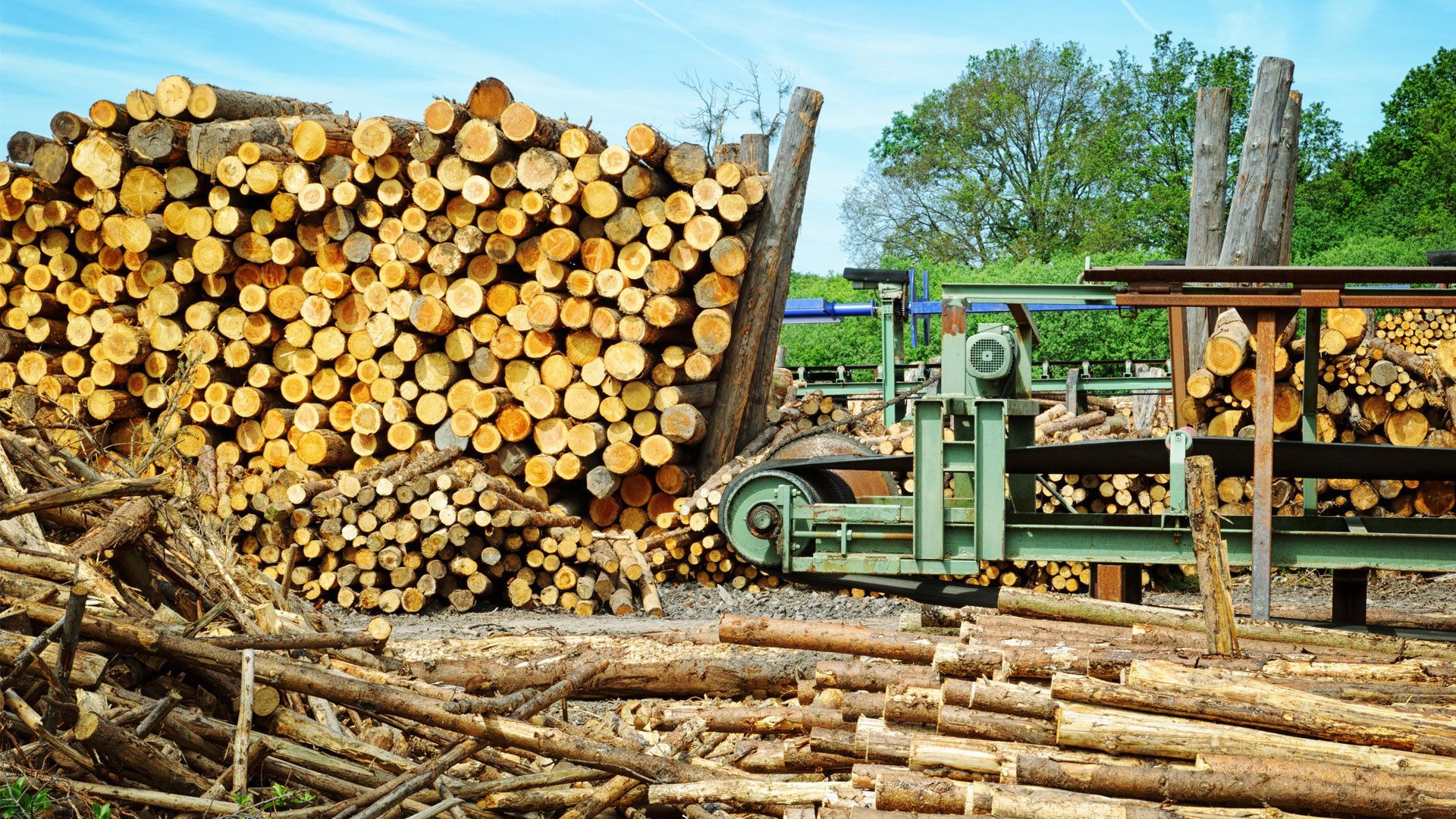 Мы не должны слепо выполнять требования Евросоюза по экспорту древесины, – Борейко