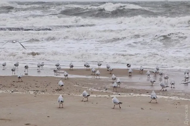 Шторм, Одеса, стихія Шторм, Одеса, стихія