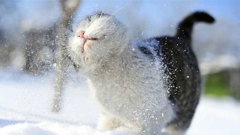 На Одещині випав перший сніг: з'явилось фото На Одещині випав перший сніг: з'явилось фото