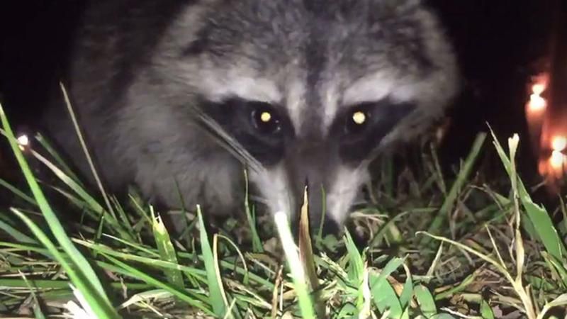 Енот украл телефон и снял это на видео Енот украл телефон и снял это на видео