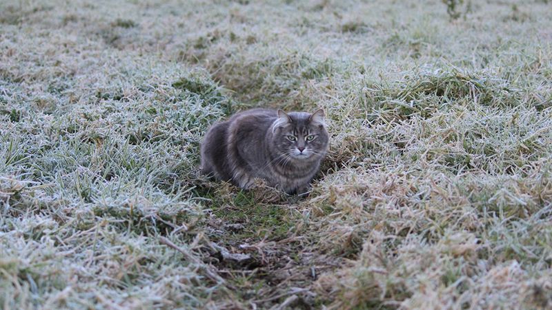 Вдарить мороз: якою буде погода на вихідних Вдарить мороз: якою буде погода на вихідних