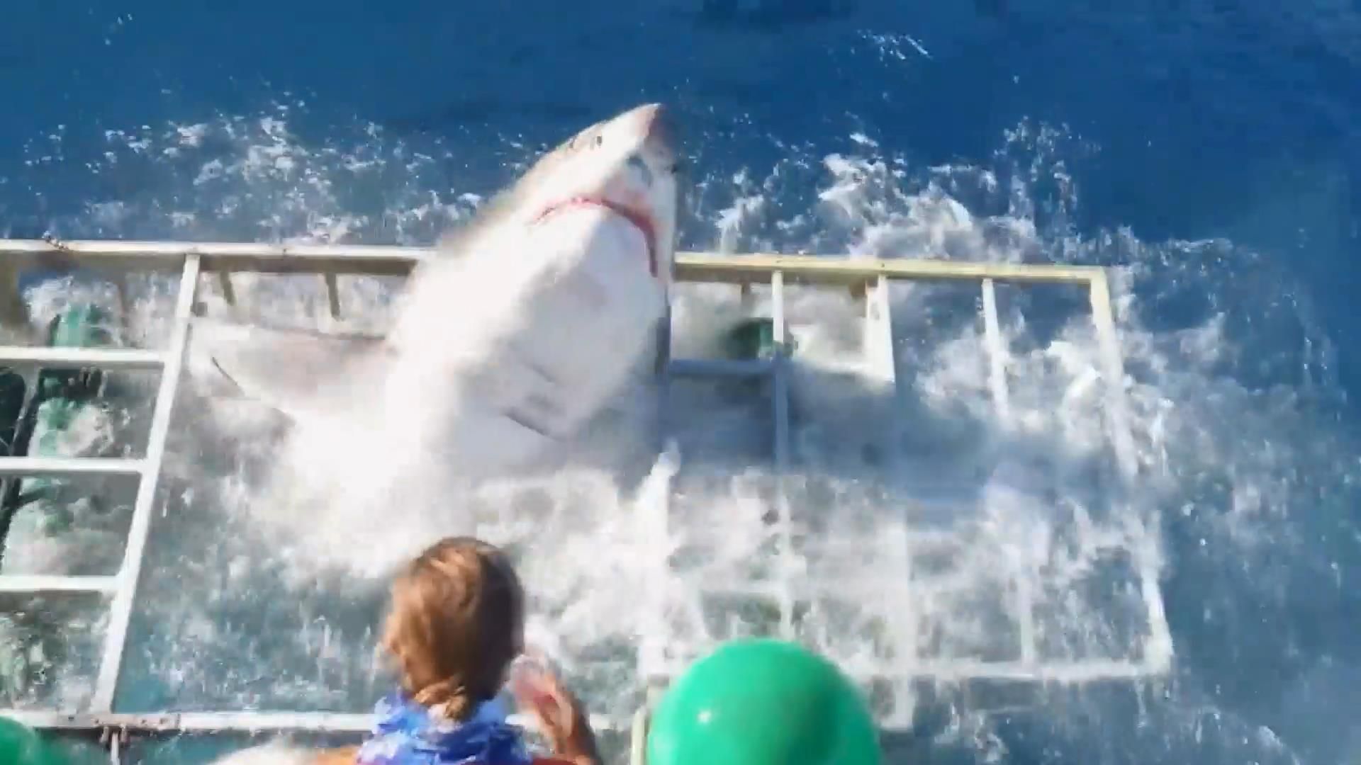 Сеть поразил ролик, как акула едва не съела водолаза