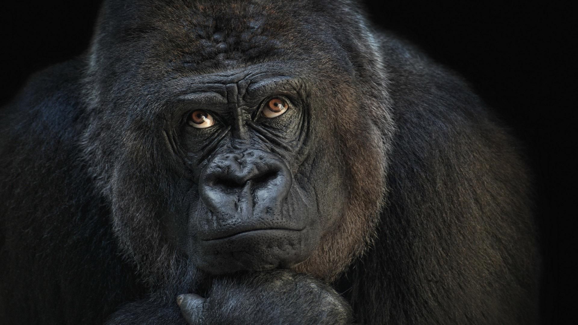 Лондонського горилу-втікача ловив поліцейський гелікоптер Лондонського горилу-втікача ловив поліцейський гелікоптер