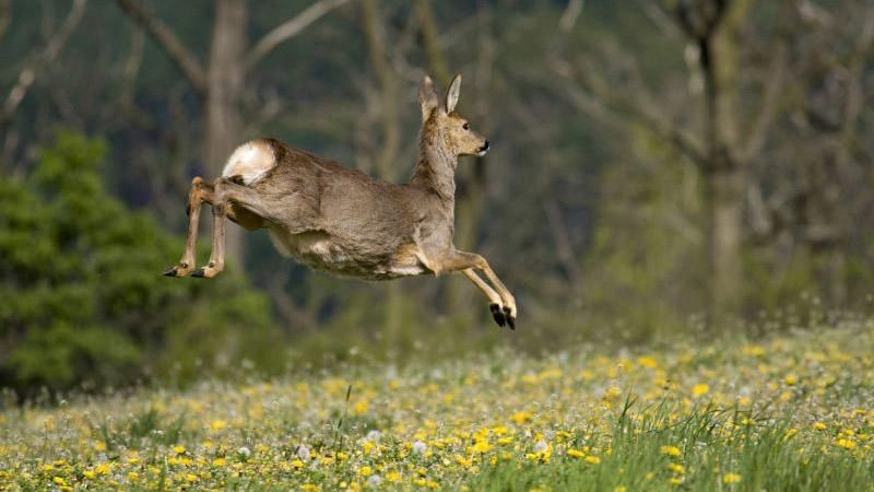 Невероятная история спасения животных на Закарпатье Невероятная история спасения животных на Закарпатье
