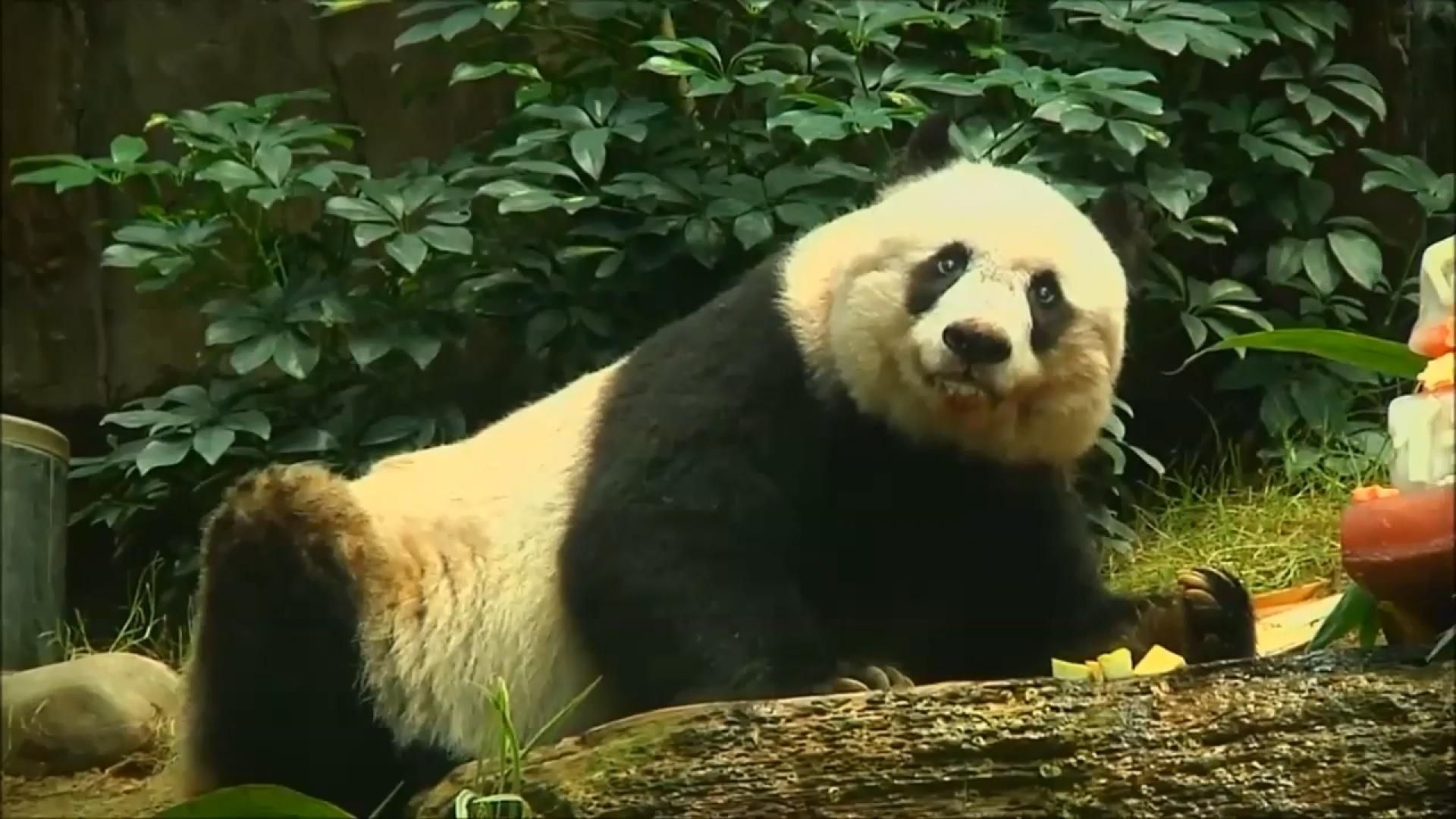 Умерла самая старая в мире панда - 17 октября 2016 - Телеканал новин 24