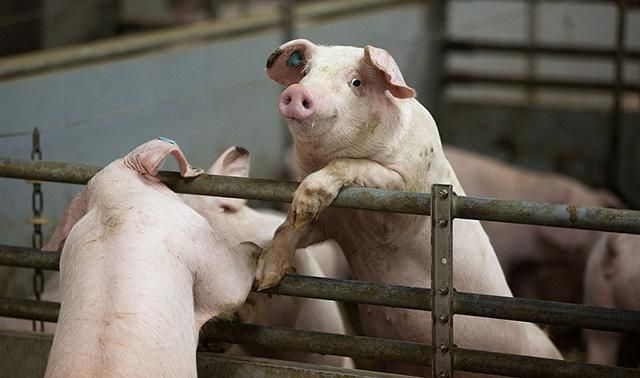 Свиная чума вспыхнула в нескольких областях Украины Свиная чума вспыхнула в нескольких областях Украины