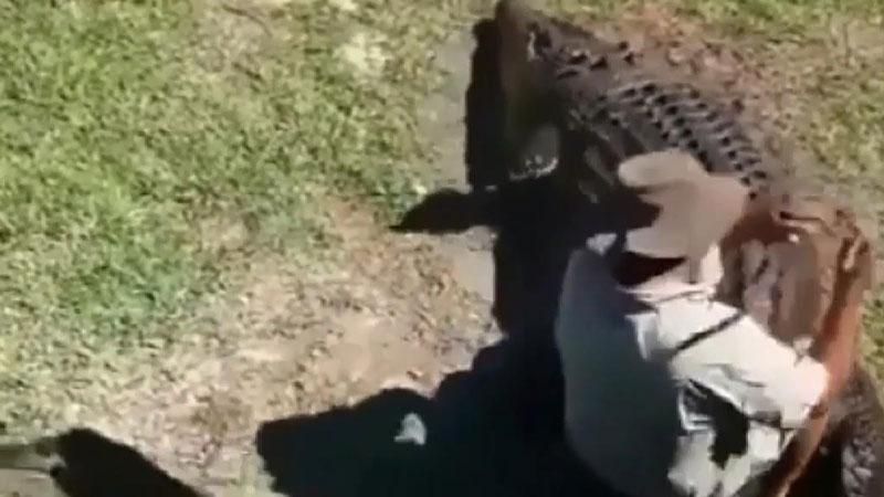 Хитрый мужчина оседлал гигантского крокодила: появилось видео