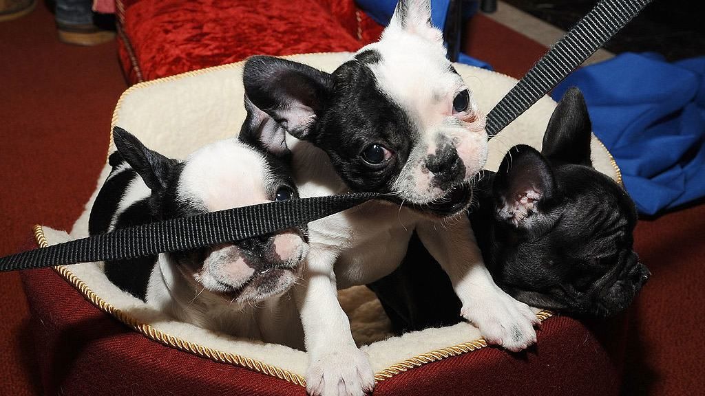 Воры похитили щенков на 20 тысяч долларов Воры похитили щенков на 20 тысяч долларов