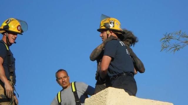 Чоловік застряг у комині, намагаючись пролізти у свій будинок: з'явились фото Чоловік застряг у комині, намагаючись пролізти у свій будинок: з'явились фото