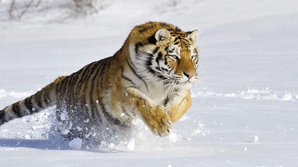 Вулицями російського міста блукає амурський тигр
