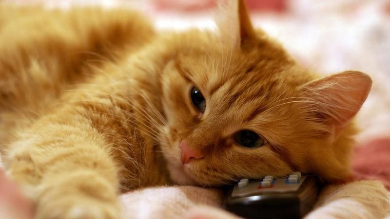 Кіт зажадав телевізійної слави: кумедне відео Кіт зажадав телевізійної слави: кумедне відео