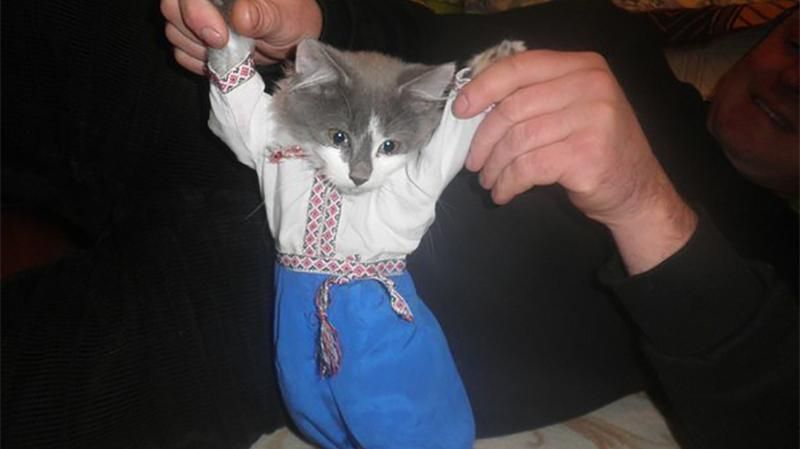 Как кот помогает бойцам стрелять: появилось видео Как кот помогает бойцам стрелять: появилось видео