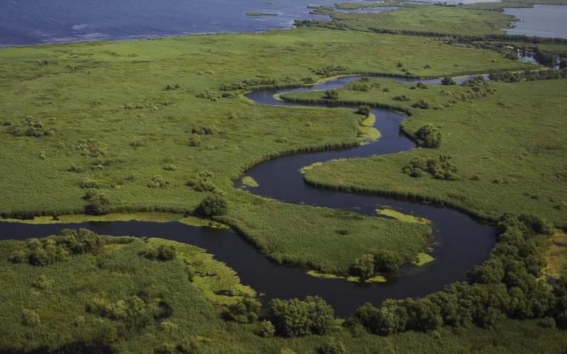 Екологи очистять дельту Дунаю за допомогою рідкісних тварин
