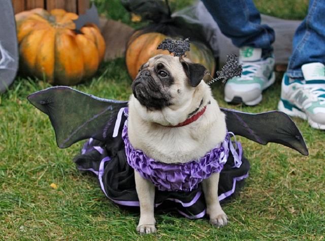 Halloween-Party: де побувати в "найстрашніший" день року Halloween-Party: де побувати в "найстрашніший" день року