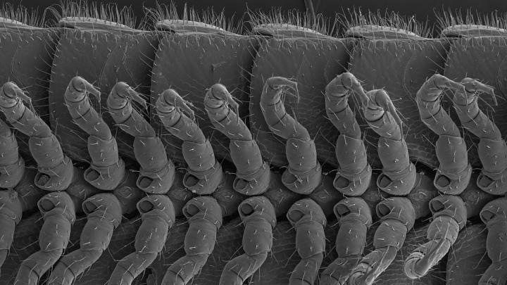 Одно из самых ядовитых существ имеет 414 ног Одно из самых ядовитых существ имеет 414 ног