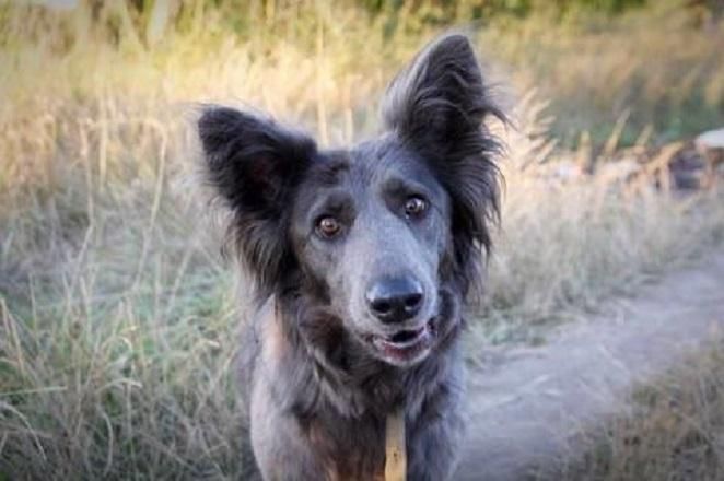 Собаче життя по-українськи. Як вирішити проблему безпритульних тварин? - 25 жовтня 2016 - Телеканал новин 24 Собаче життя по-українськи. Як вирішити проблему безпритульних тварин? - 25 жовтня 2016 - Телеканал новин 24